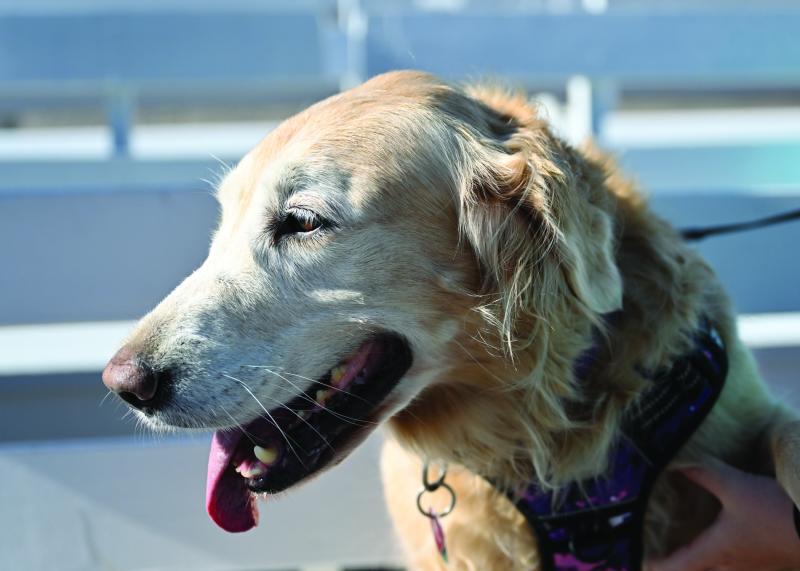Zoey, a Golden Retriever, proved that not all the participants walked on two legs for such an important cause.